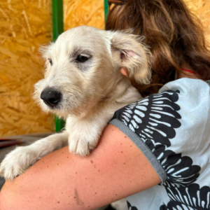 Adopter Fixy