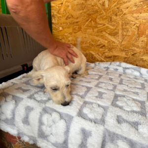 Adoption Fixy