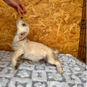 Adoption Fixy