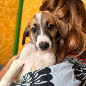 Adopter Balo