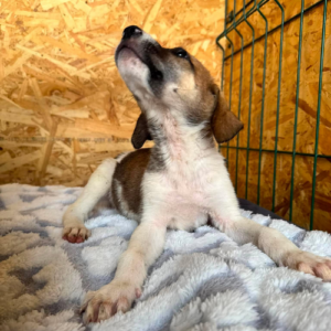 Adoption Balo