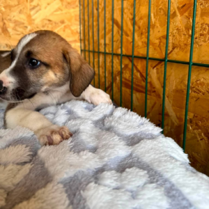 Adoption Balo