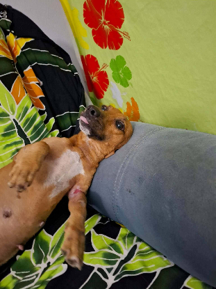 Adopter Petra