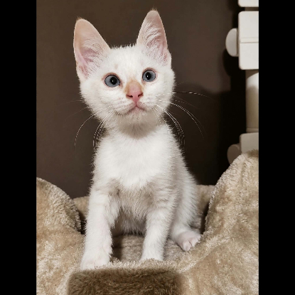 Adopter Flocon
