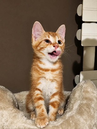 Adopter Rouky