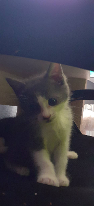 Adopter Bailaya