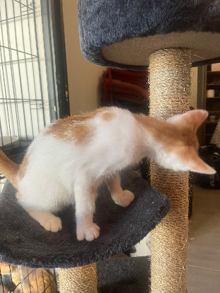 Adoption Baboune