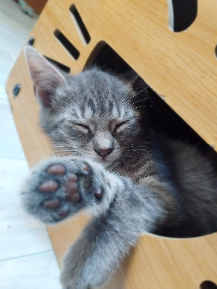 Adopter Bloume