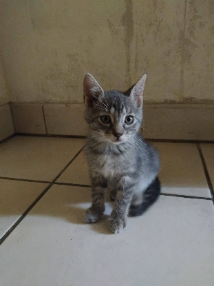Adopter Bloume
