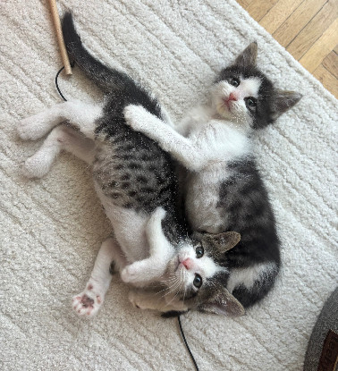 Adoption Ibuprofene et doliprane