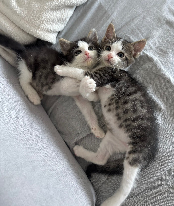 Adoption Ibuprofene et doliprane