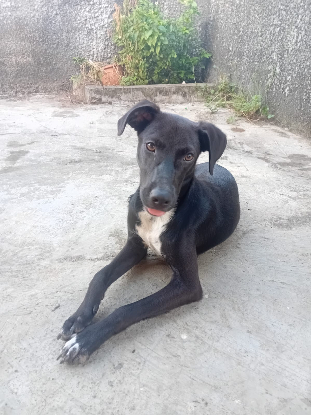 Adopter Cheeky