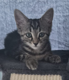 Adopter Bellie
