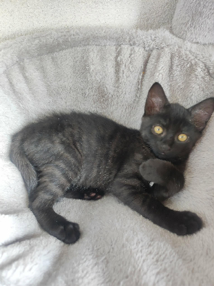 Adopter Booba