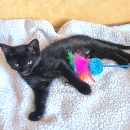 Adopter Baroudeuse