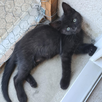 Adopter Baroudeuse