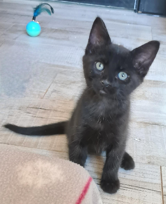 Adoption Baroudeuse