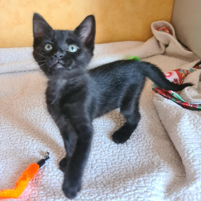 Adoption Baroudeuse