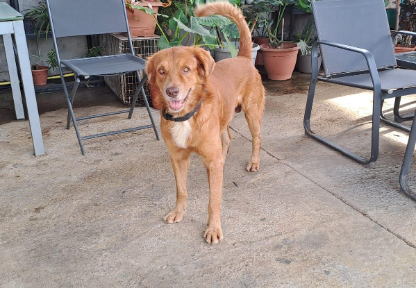 Adopter Maroon