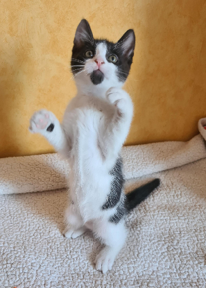 Adopter Berlioz