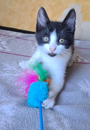 Adopter Berlioz