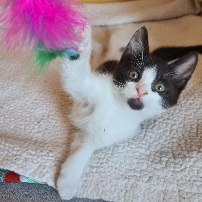 Adoption Berlioz