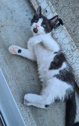 Adoption Berlioz