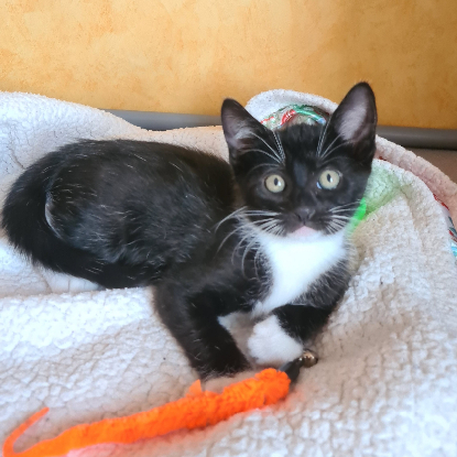 Adopter Biscuit
