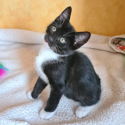 Adoption Biscuit