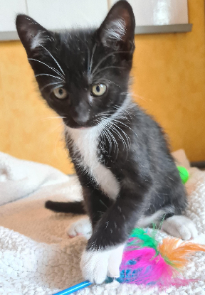 Adoption Biscuit