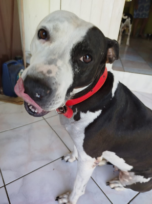 Adopter Métisse