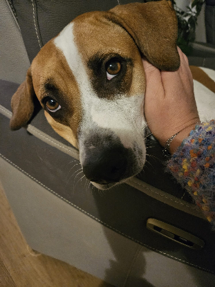 Adopter Elliot