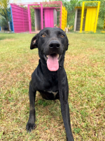 Adopter  chien : Moon