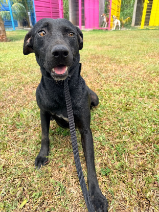 Adopter Moon
