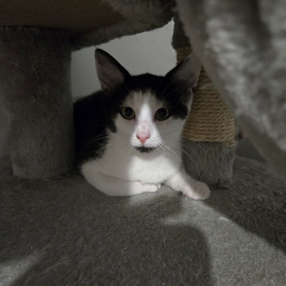 Adopter Barcares