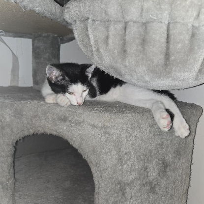 Adoption Barcares