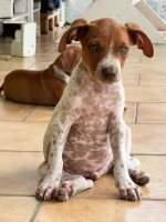 Adopter  chien : Gino