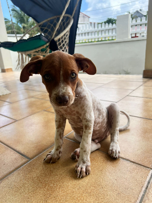 Adopter Gino