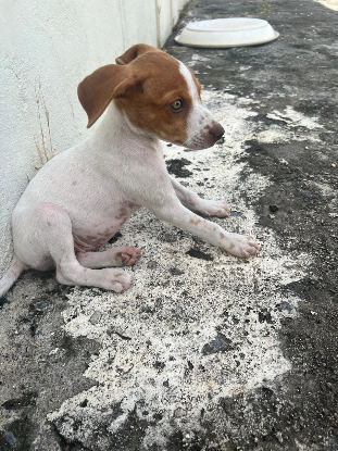 Adopter Gino