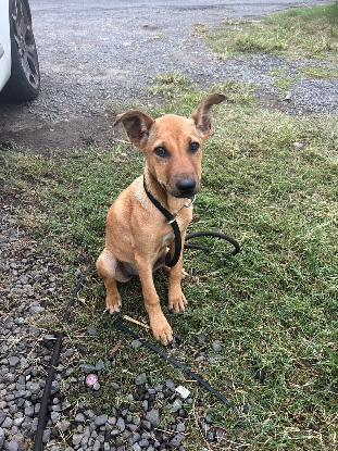 Adoption Zuka