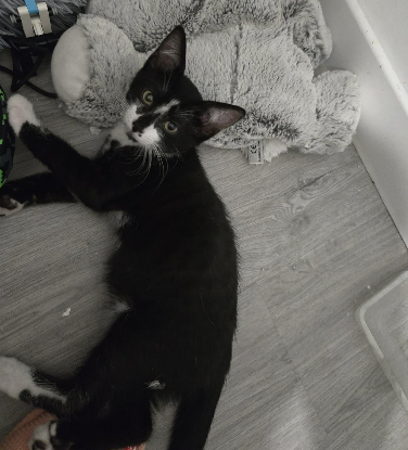Adoption Brazil