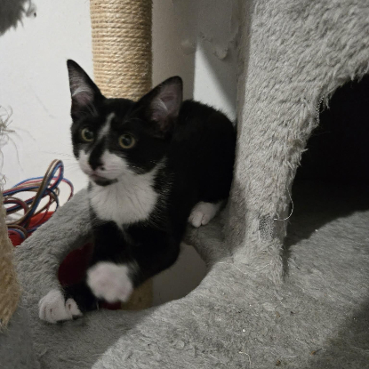 Adoption Brazil