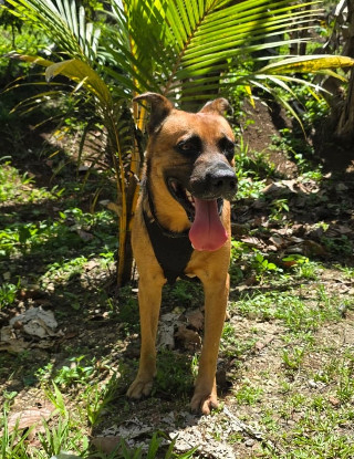 Adoption Karamelo