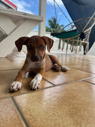 Adopter Lyssia