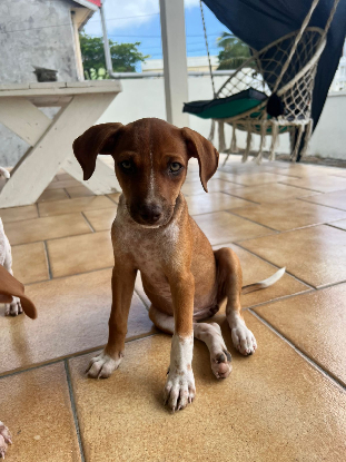 Adopter Lyssia