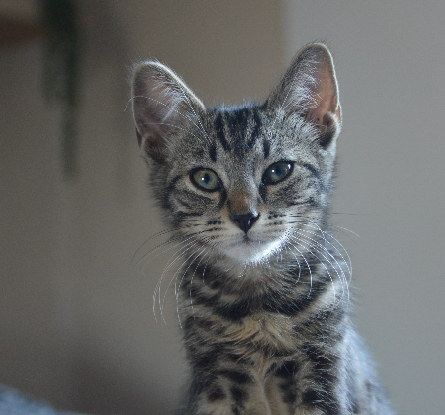 Adopter Atlas