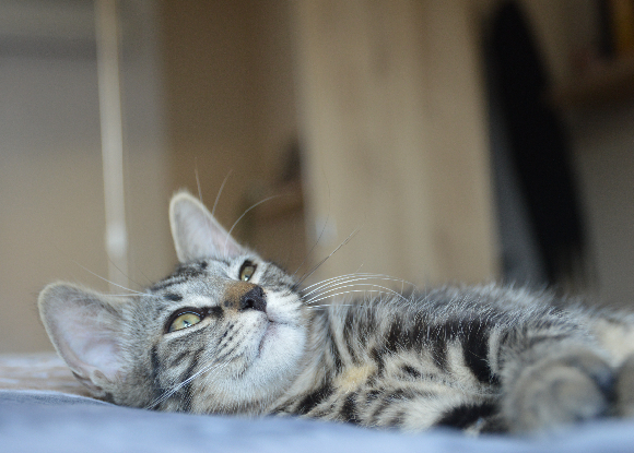 Adopter Atlas