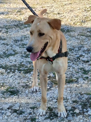 Adopter Kiko