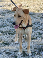 Adopter  chien : Kiko
