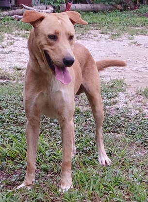 Adopter Kiko